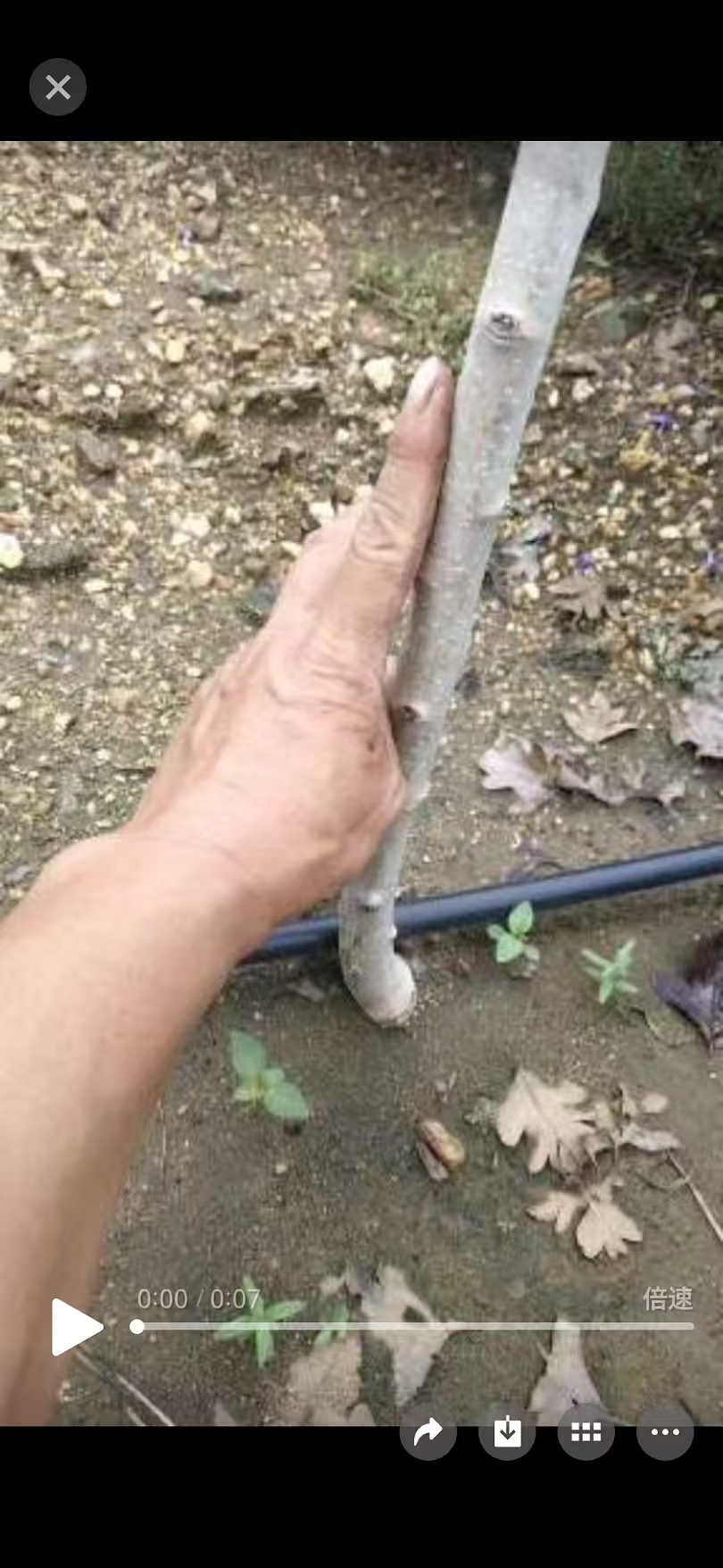 处理甜山楂树苗。十元,七百来颗。还有一百来颗黄山楂,支付微信(152692300